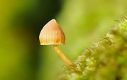 Phil Harbord - Woodland Fungi